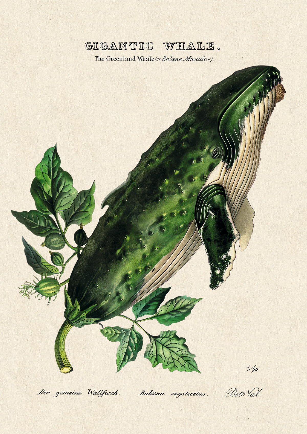 Cucumber Whale