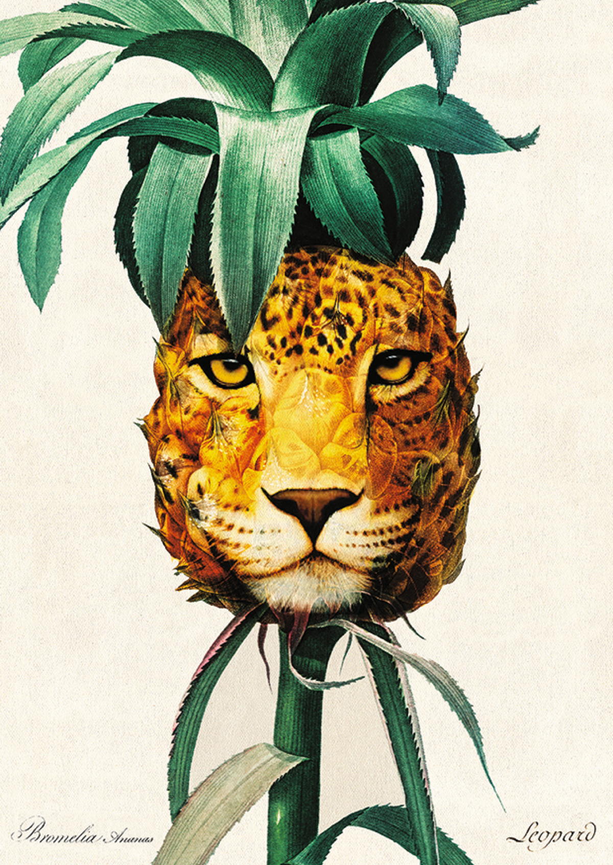 Pineapple Leopard