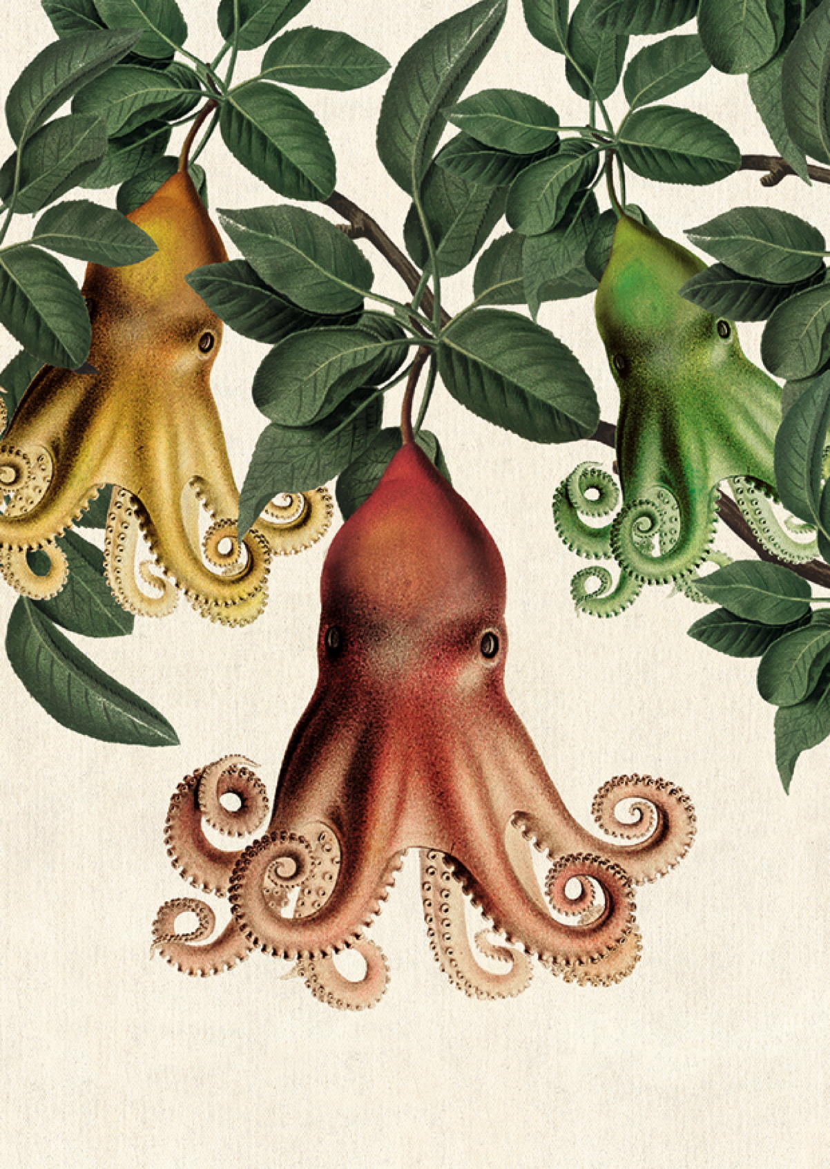 Octopus Harvest